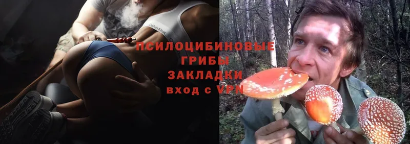 Галлюциногенные грибы Psilocybe  Заволжье 